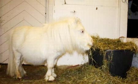 ئەمە ئەســــپە یان شێر